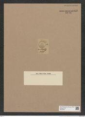 Coscinodiscus sp. (de-Toni-Nr.: Genus 202) Zeichnungen Sammlung Grunow Nr. 8953 (NHMW-BOT-W0378643)